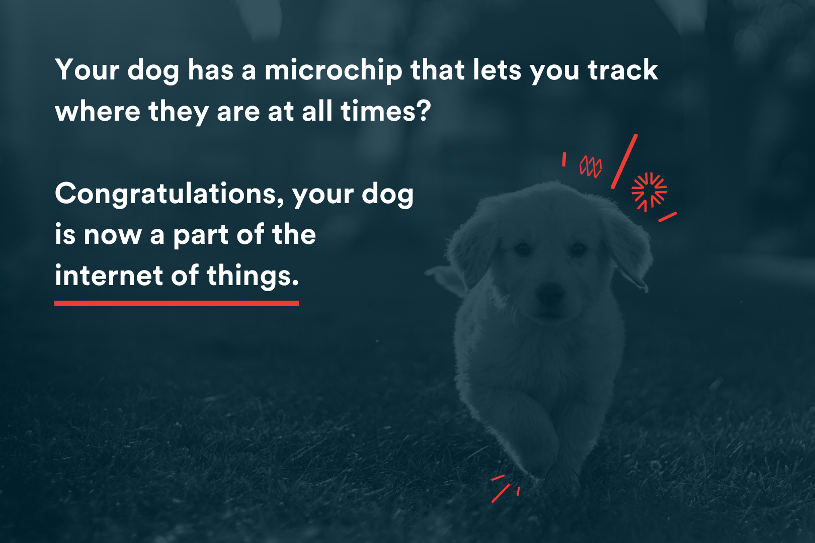 Blog Image - Your dog has a microchip that lets you track where they are at all times? Congratulations, your dog is now a part of the internet of things.