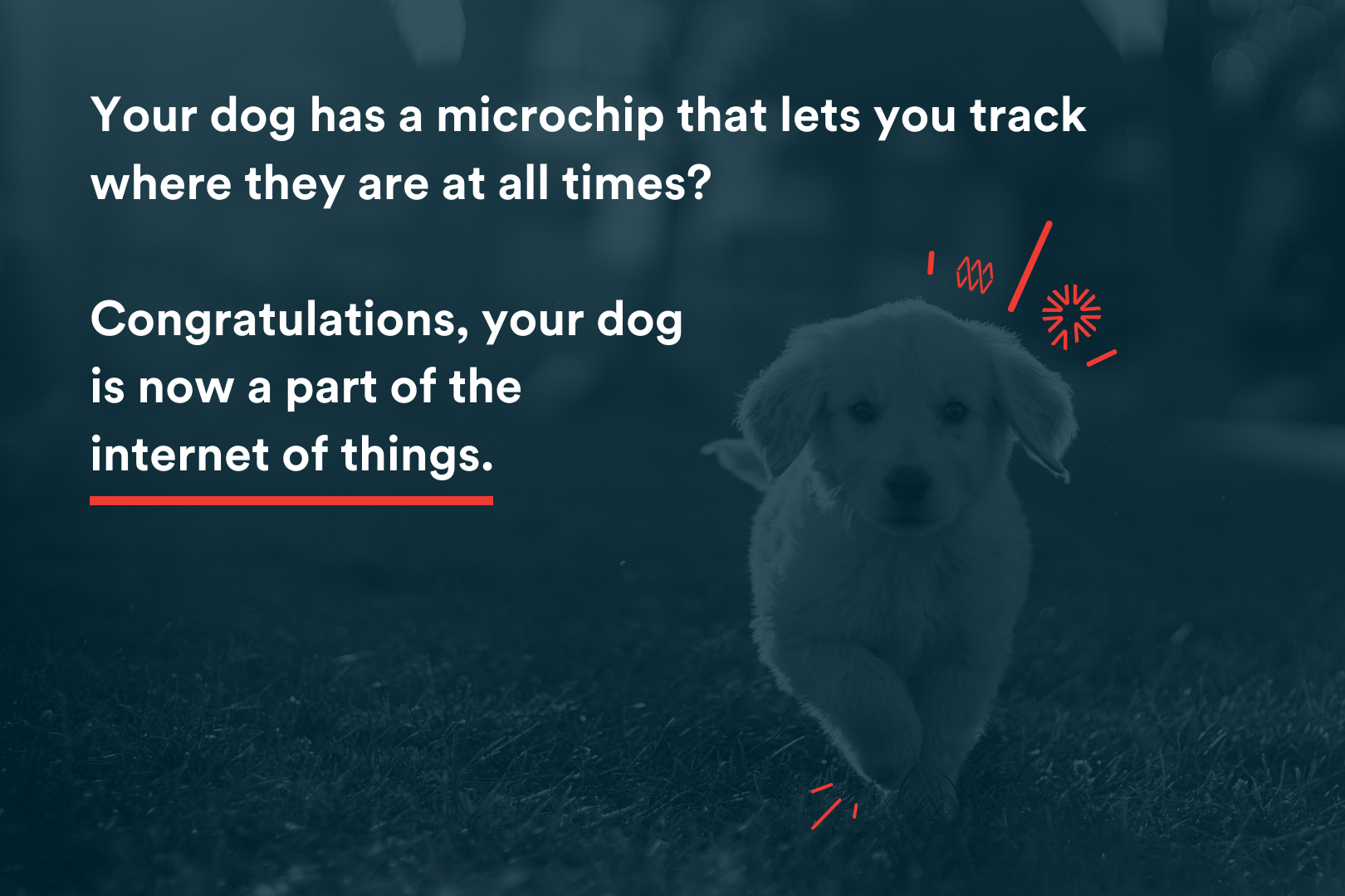 Blog Image - Your dog has a microchip that lets you track where they are at all times? Congratulations, your dog  is now a part of the  internet of things.